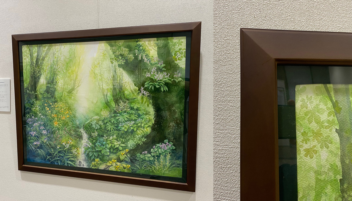 2022.08.22｜絵画・写真展「ASHIUFOREST-芦生の森を未来につなぐために-」｜京都府立植物園で開催中の絵画・写真展「ASHIU FOREST-芦生の森を未来につなぐために-」に展示されている平田有加先生の水彩画。<br>9メートルの絵巻は圧巻です。<br>額装作品はナチュラルな木の素材感を活かした額が中心です。<br><br>会期　2022年8月19日(金)?8月28日(日)<br>会場　京都府立植物園